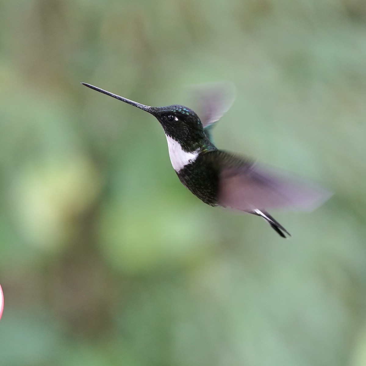 inka královský - ML647030558