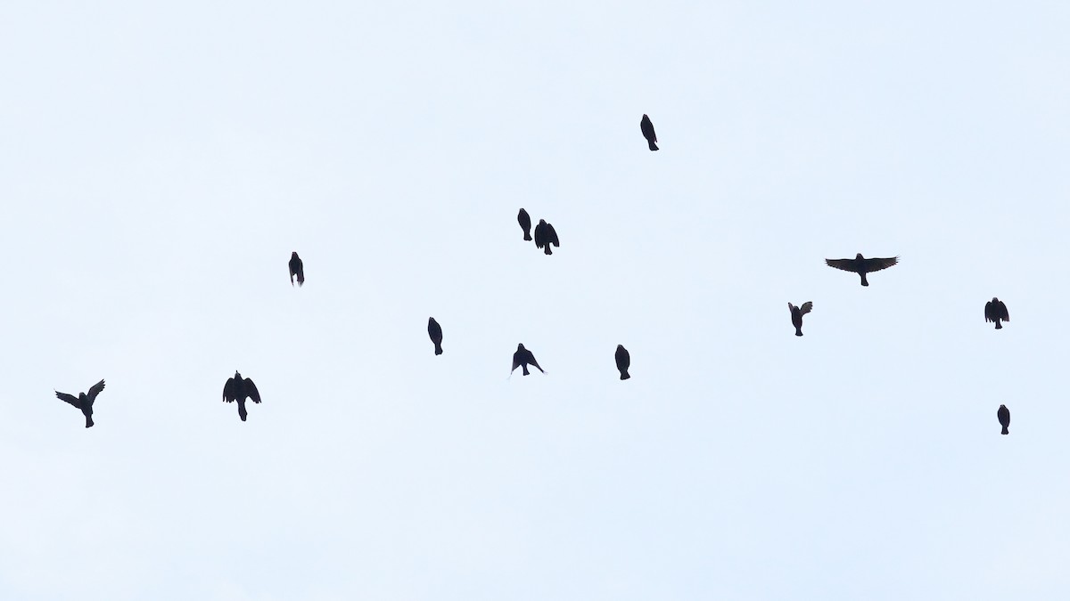 Tordo Ojirrojo - ML647030559