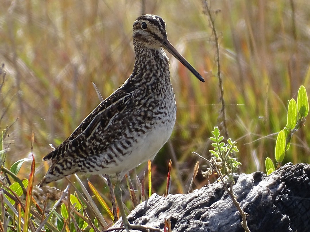 bekasina jihoamerická - ML647030560