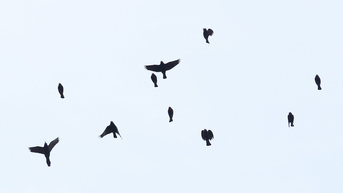 Tordo Ojirrojo - ML647030561