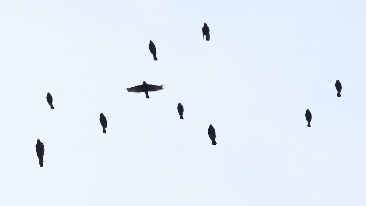 Tordo Ojirrojo - ML647030562