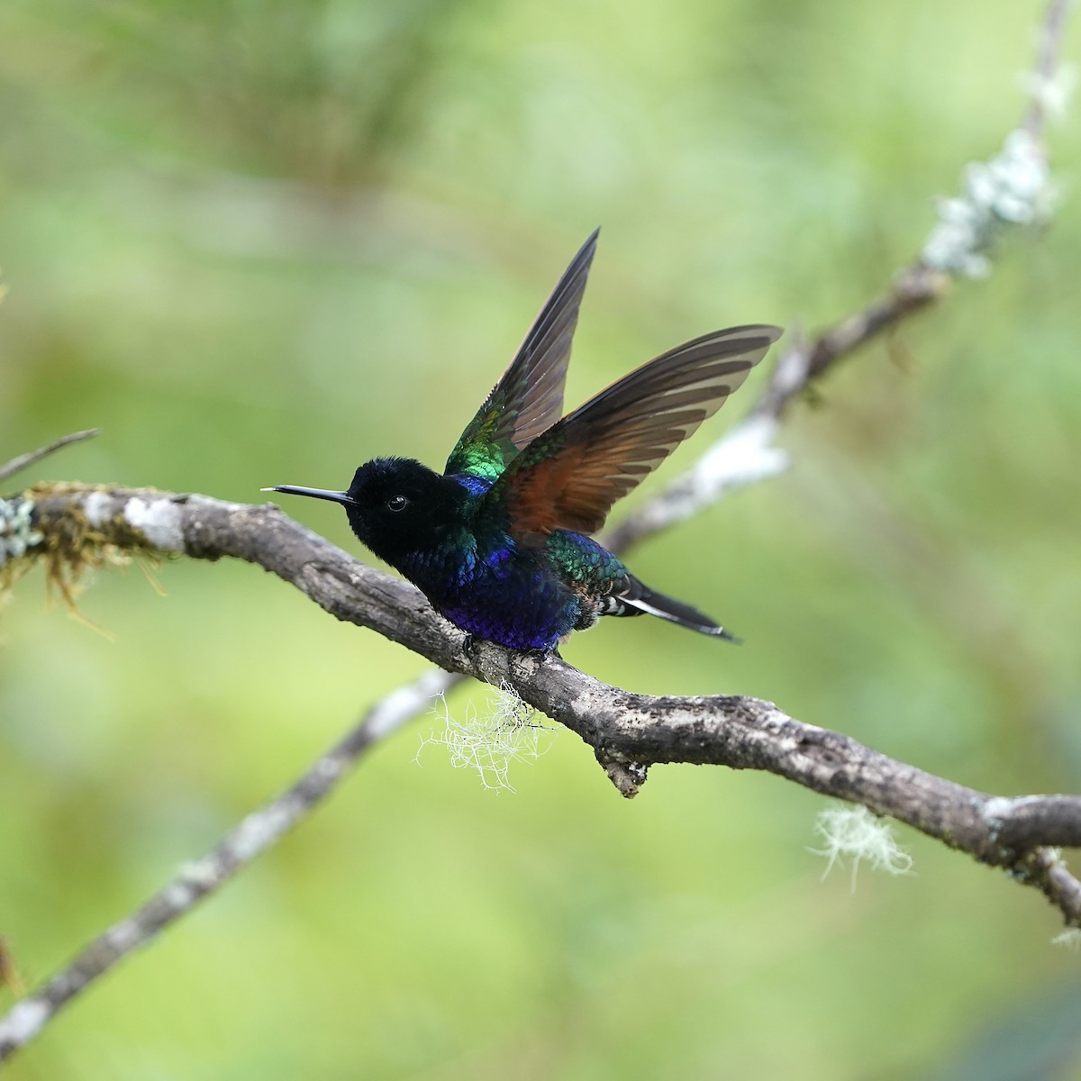 kolibřík hyacintový - ML647030563