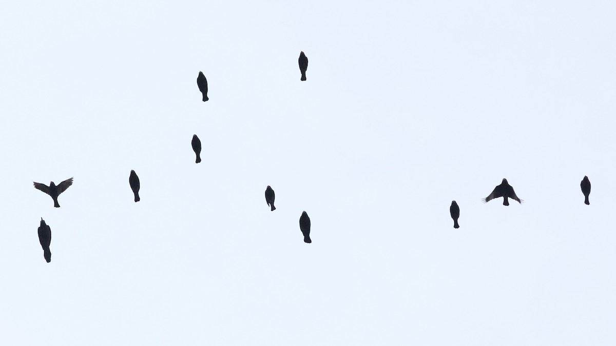 Tordo Ojirrojo - ML647030564