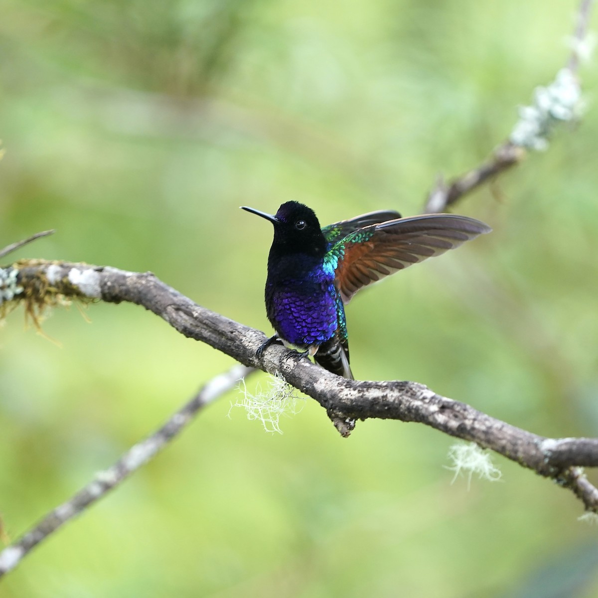 kolibřík hyacintový - ML647030565