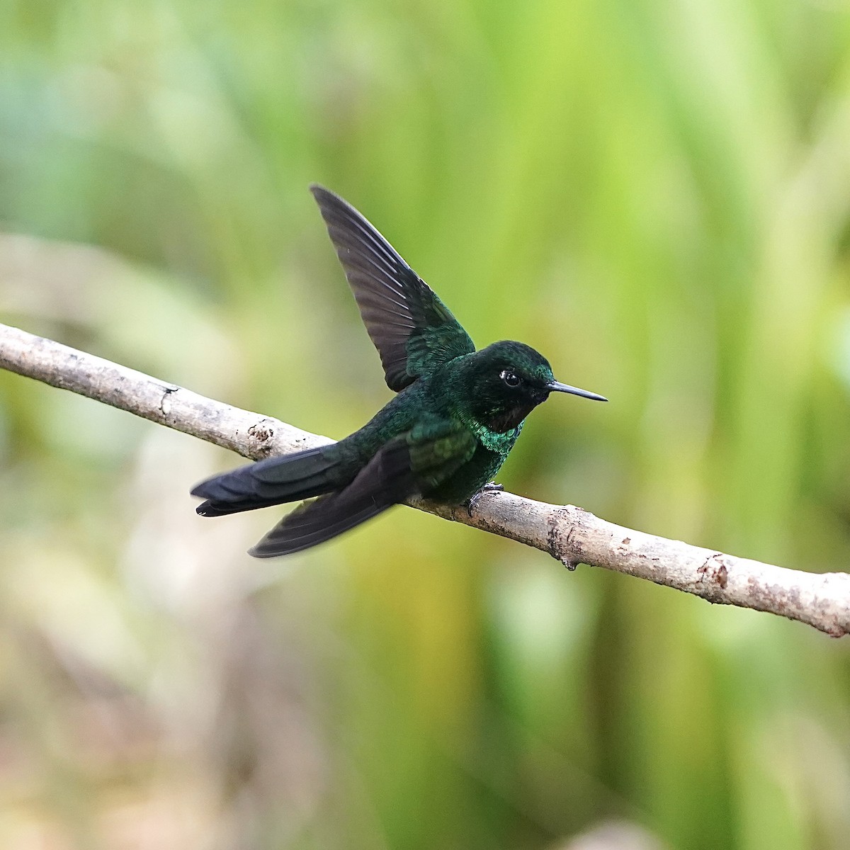 kolibřík hyacintový - ML647030568