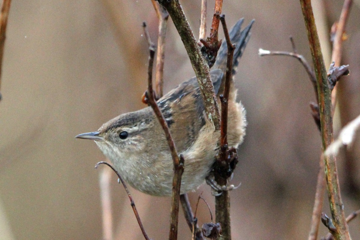 Marsh Wren - ML647030571