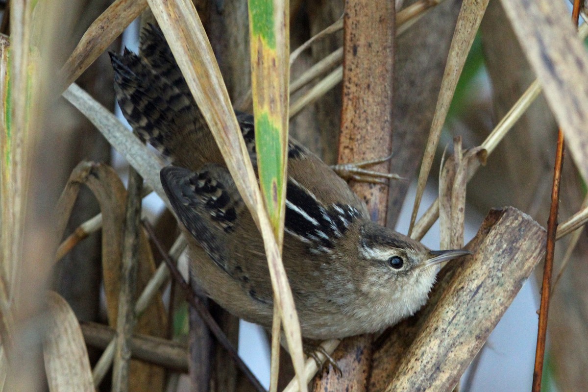 Marsh Wren - ML647030572