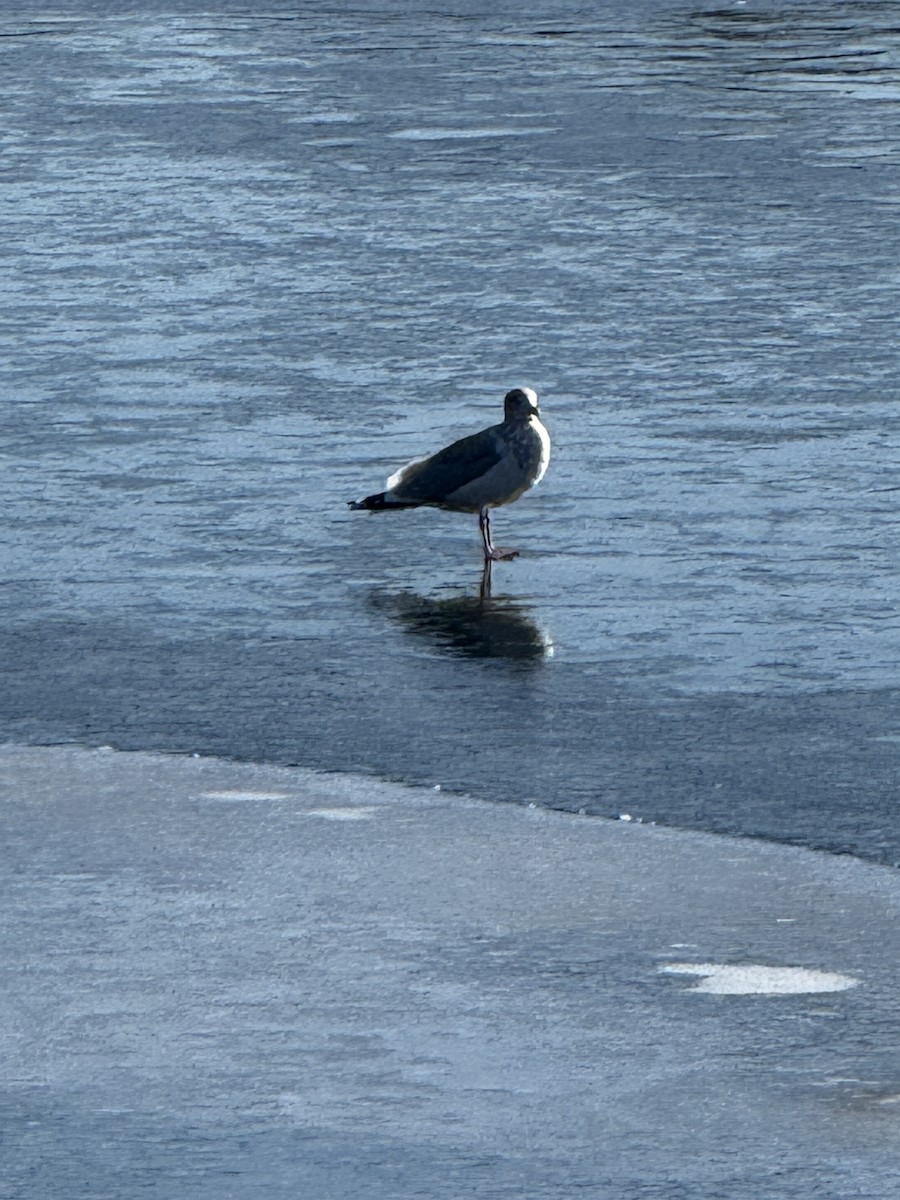 American Herring Gull - ML647030578