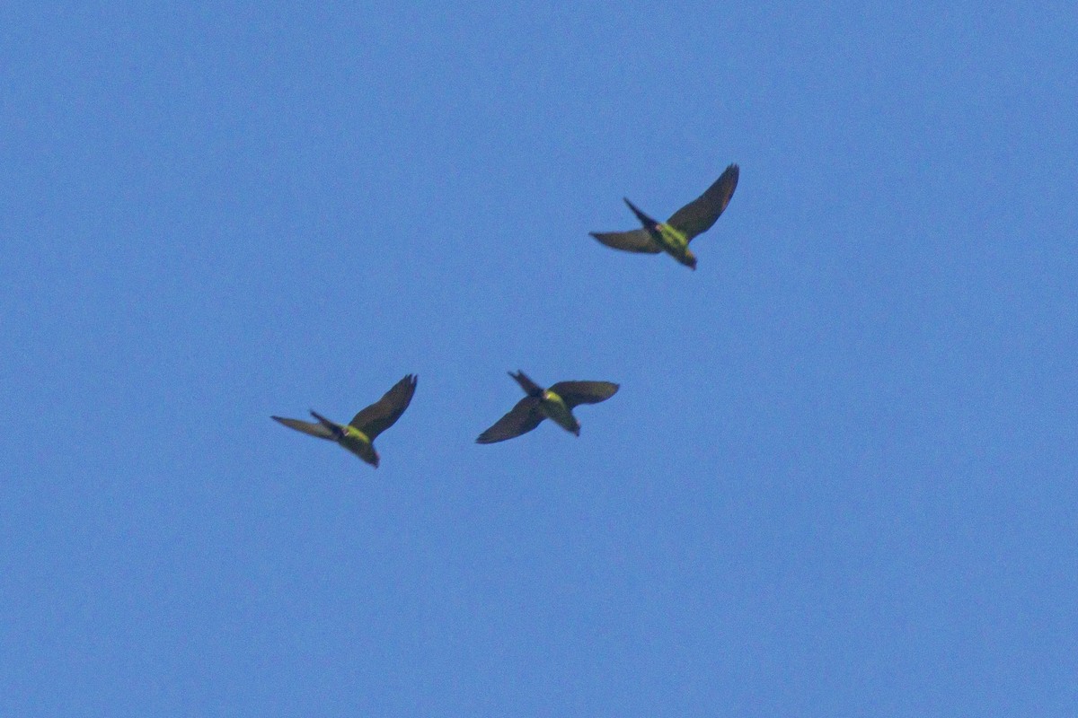 Mitred Parakeet - ML647030585