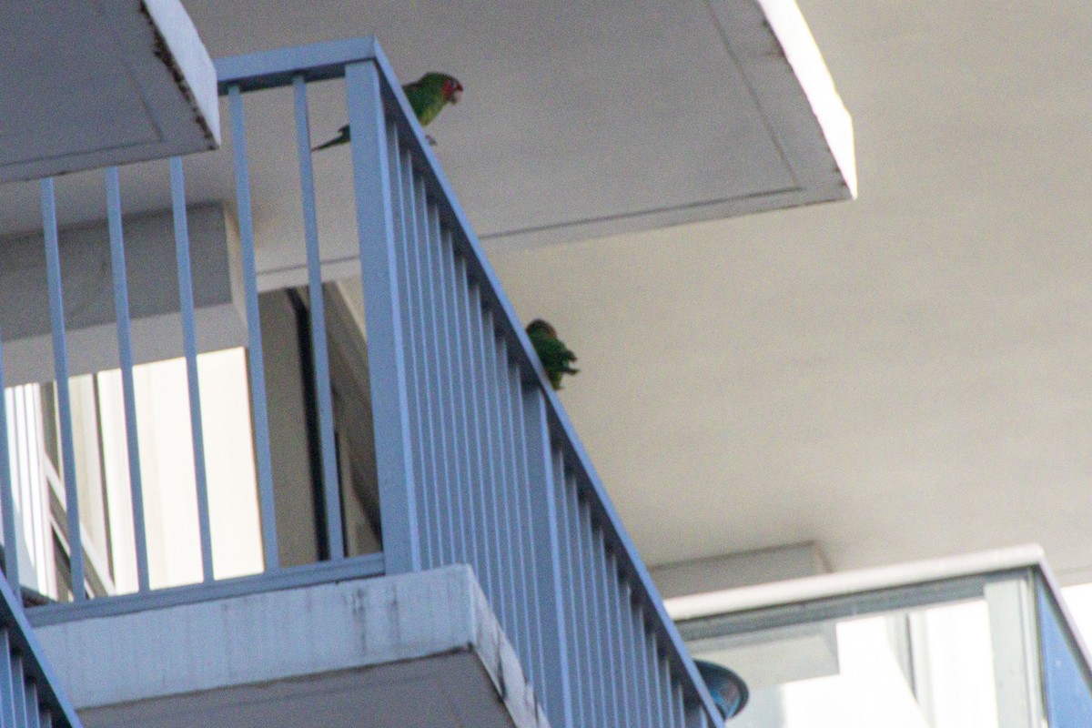 Mitred Parakeet - ML647030586