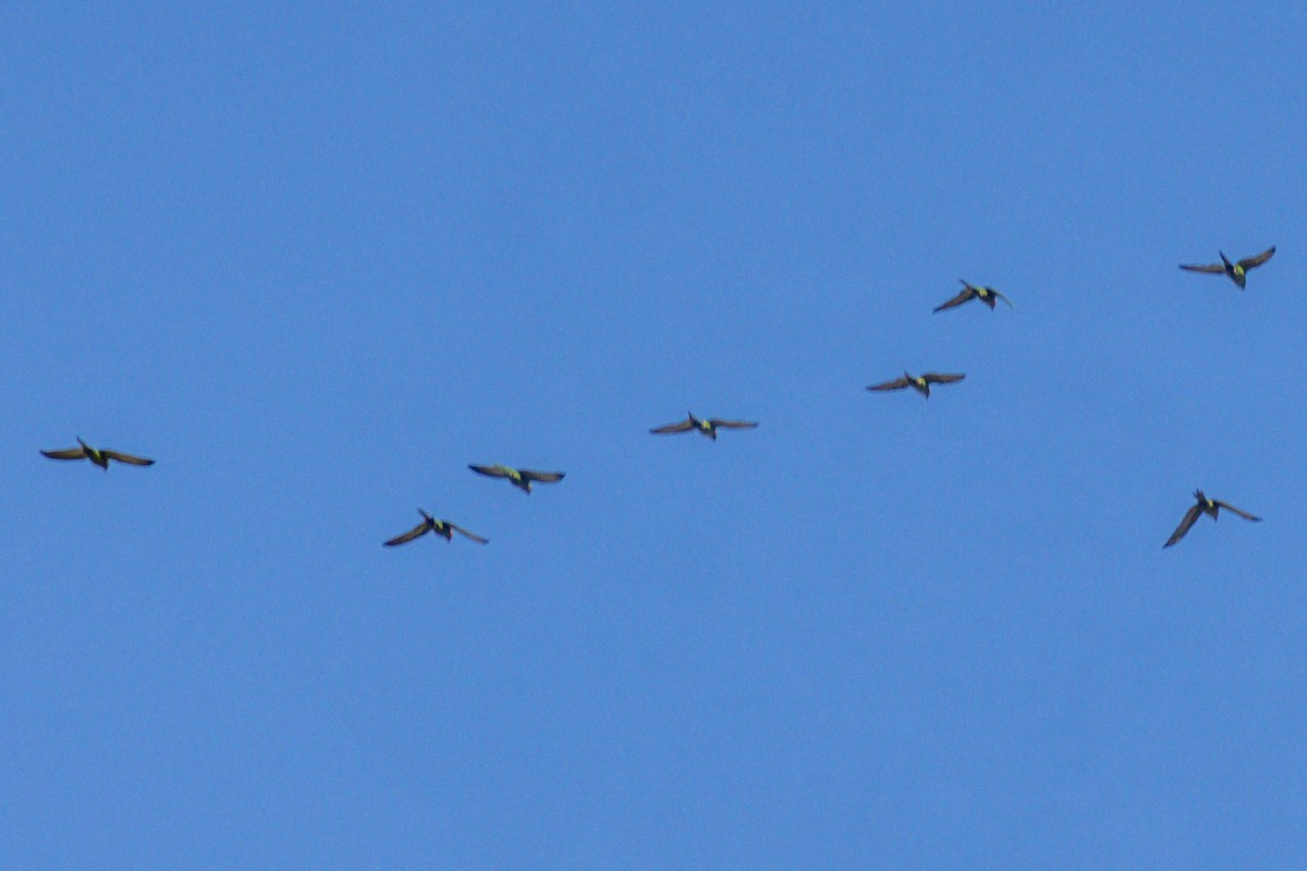 Mitred Parakeet - ML647030587