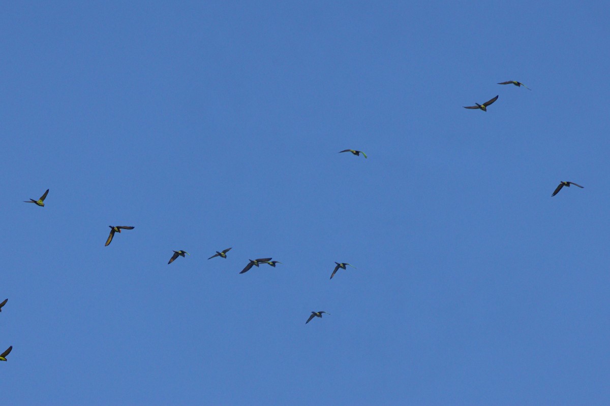 Mitred Parakeet - ML647030588