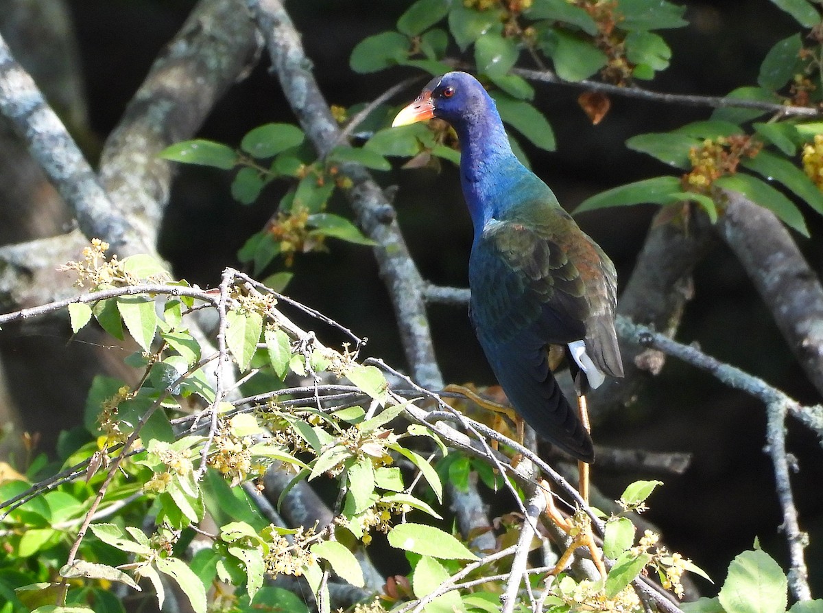 Uroilo urdin amerikarra - ML647030590