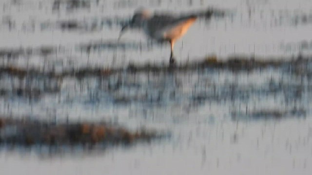 Побережник червоногрудий - ML647030601