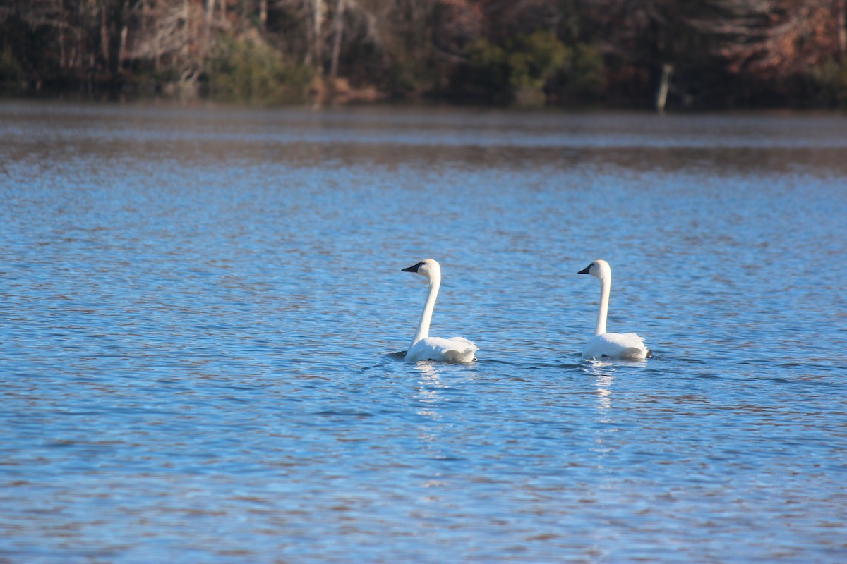Tundra Swan - ML647030622