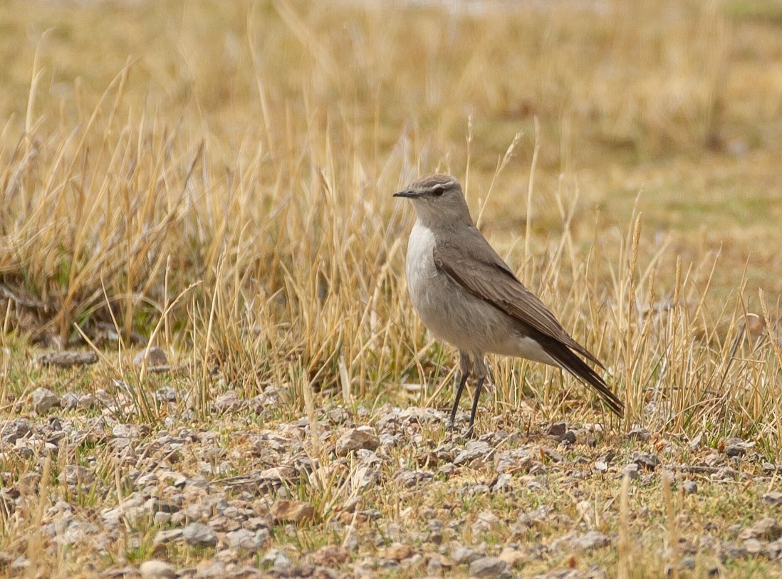 Puna Ground-Tyrant - ML647030623