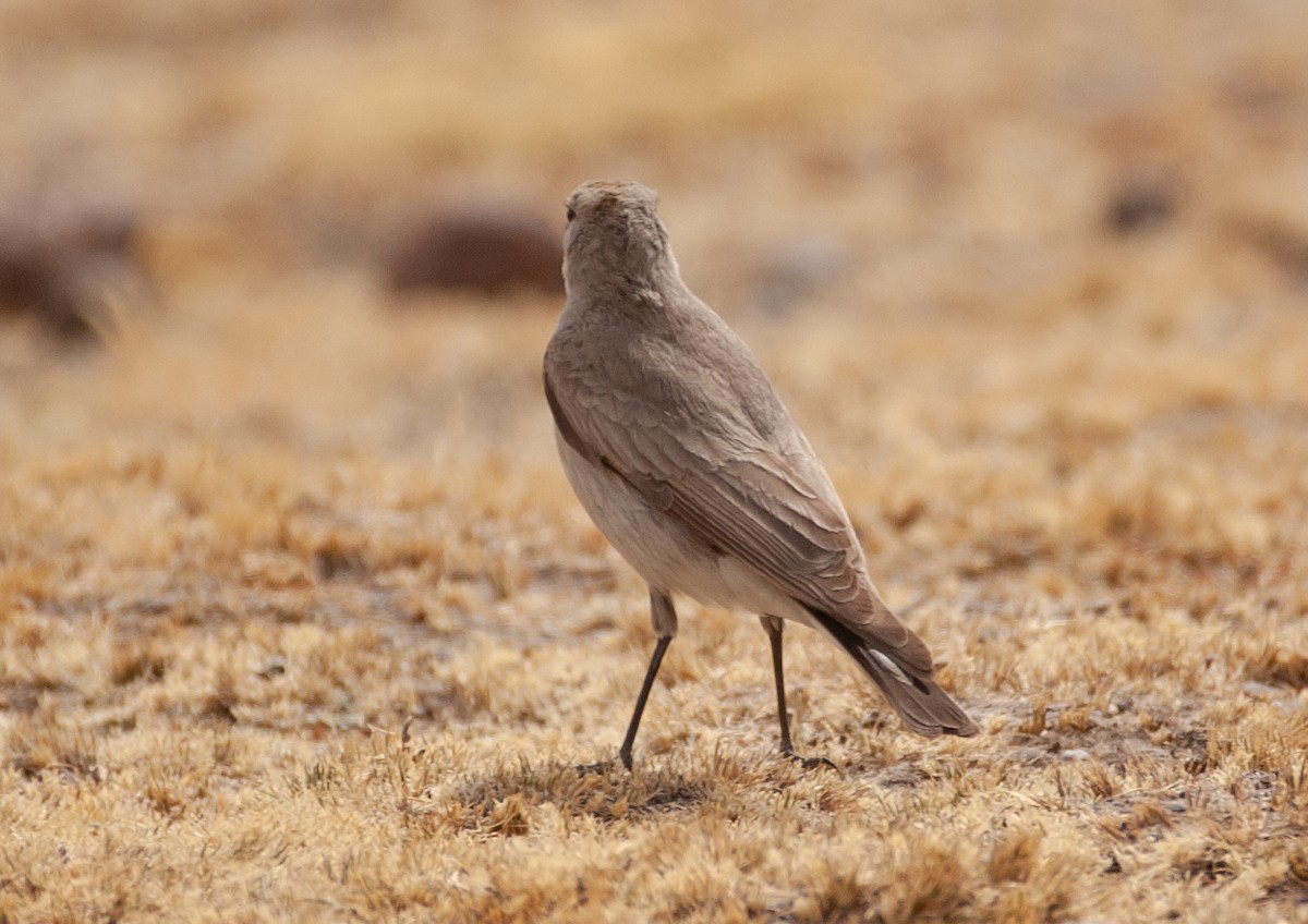 Puna Ground-Tyrant - ML647030625