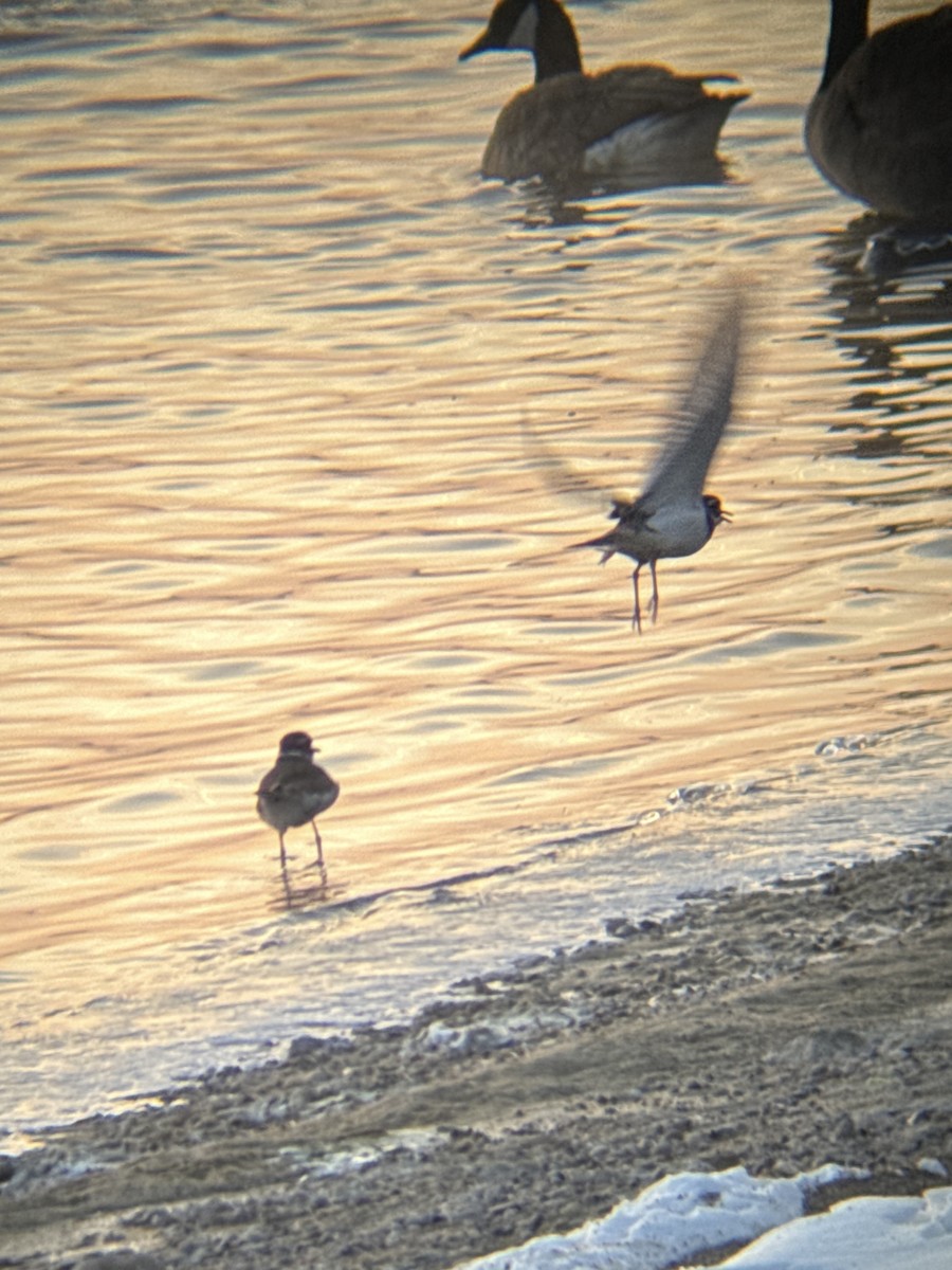 Killdeer - ML647030628