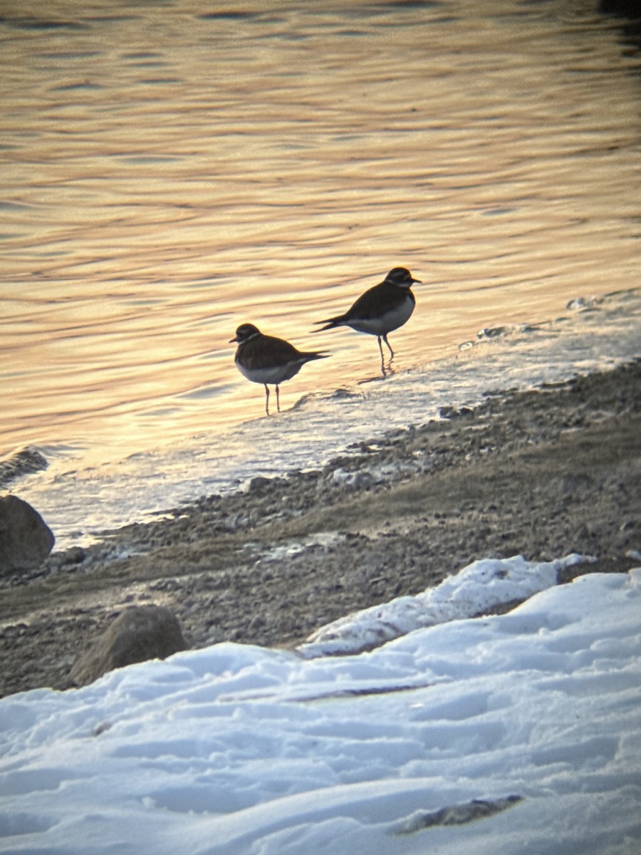 Killdeer - ML647030629