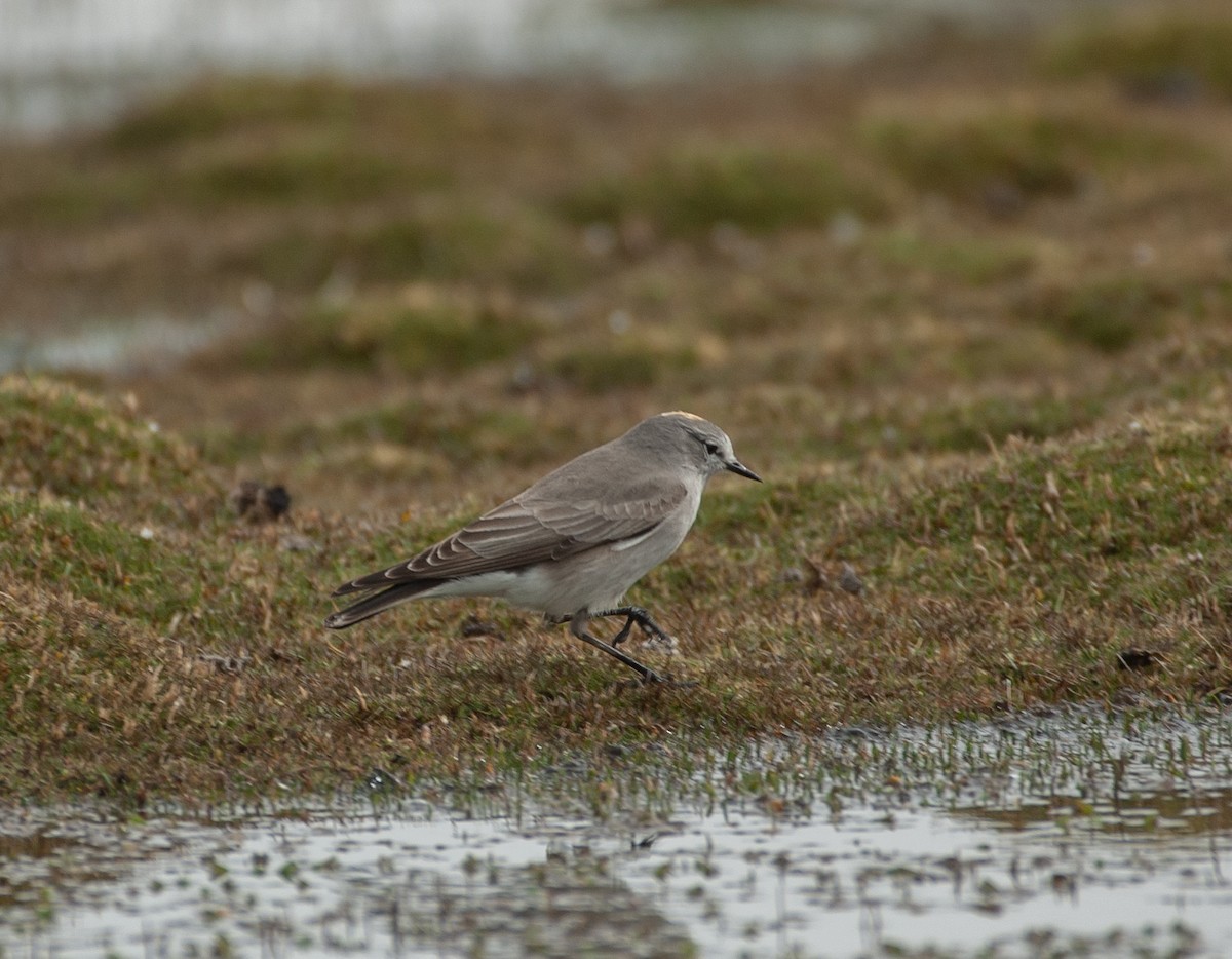 gulkronemarktyrann - ML647030631