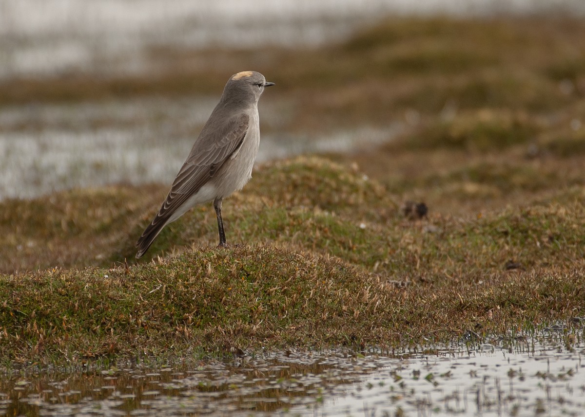 gulkronemarktyrann - ML647030633