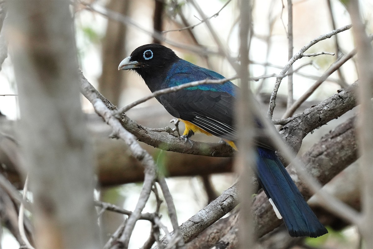 Black-headed Trogon - ML647030634
