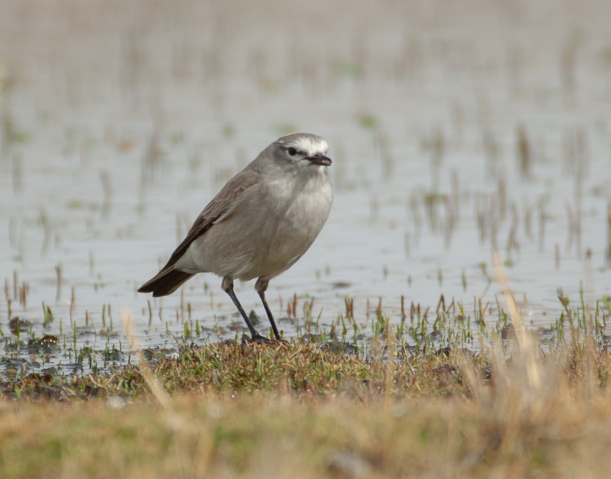 gulkronemarktyrann - ML647030638