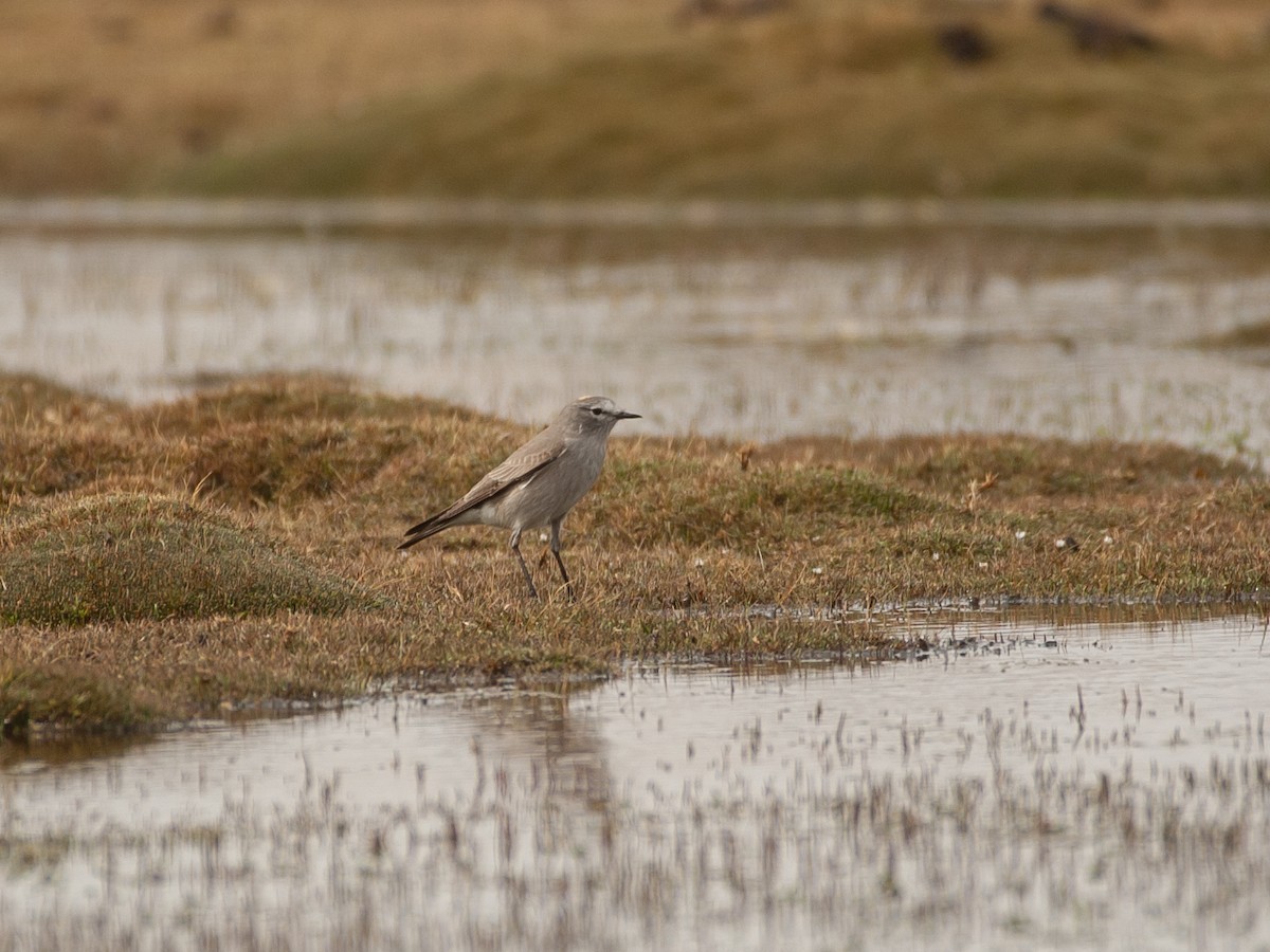 gulkronemarktyrann - ML647030641