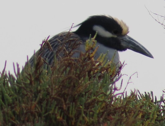 Yellow-crowned Night Heron - ML647030642