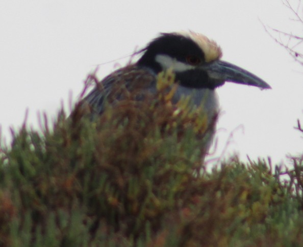 Yellow-crowned Night Heron - ML647030643
