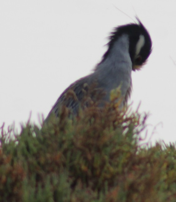 Yellow-crowned Night Heron - ML647030644