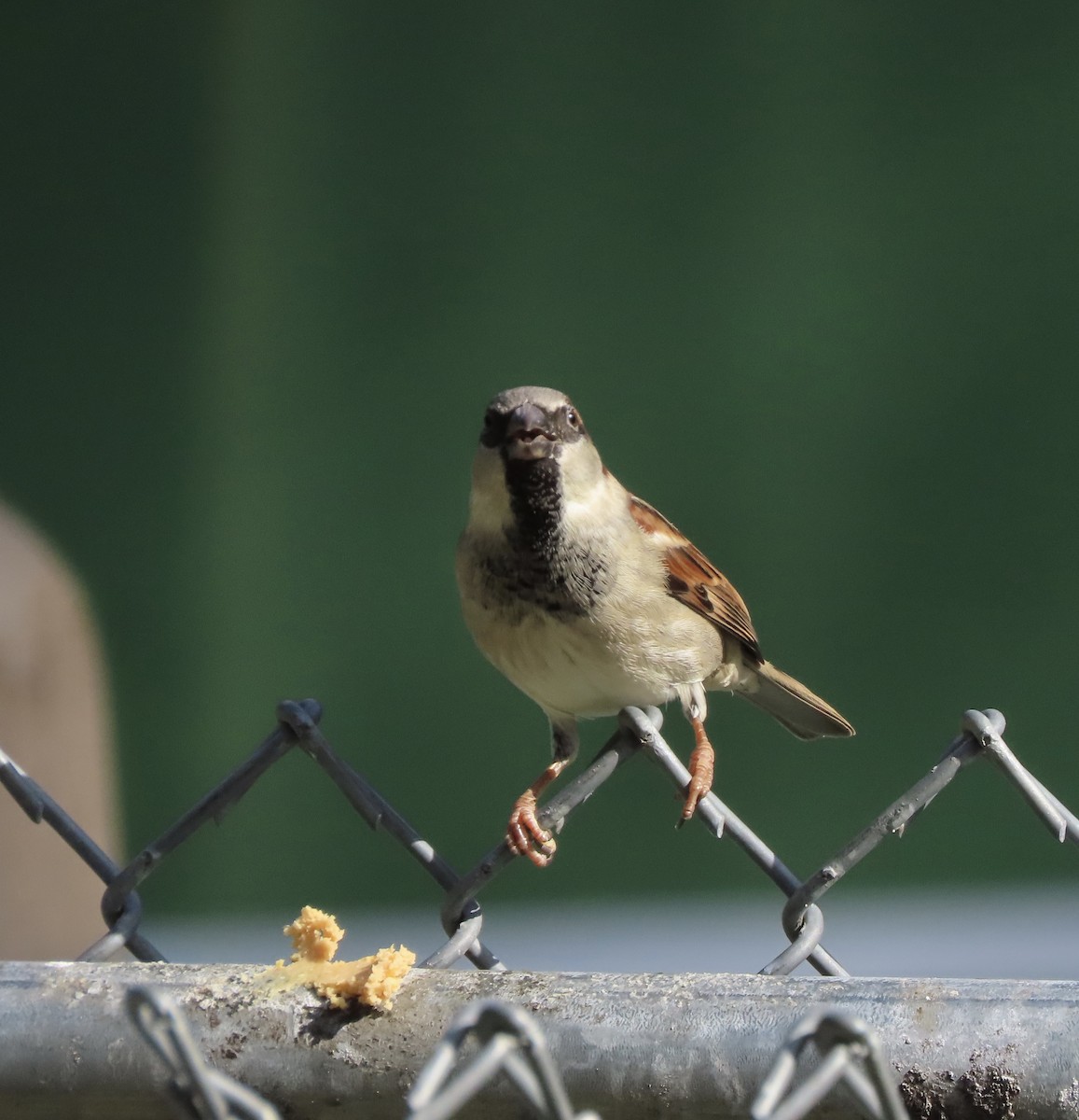 Gorrión Común - ML647030661