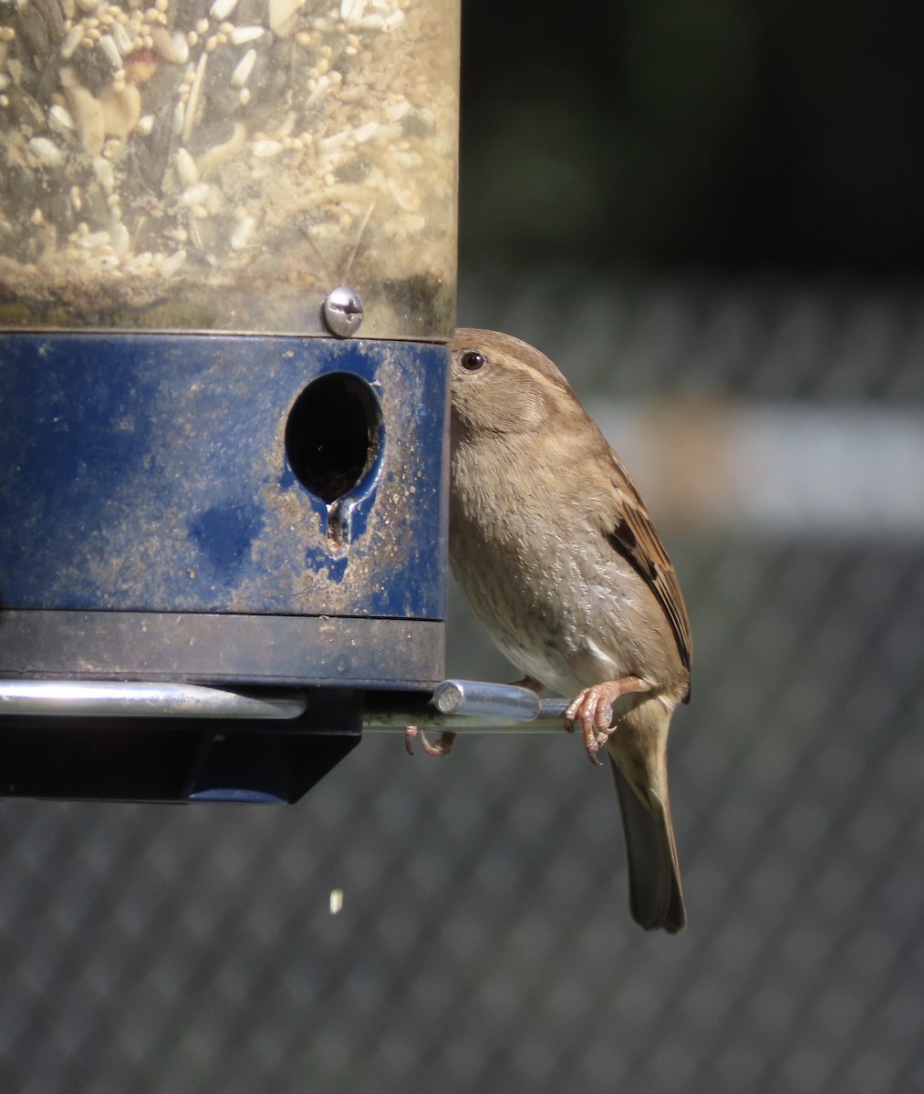 Gorrión Común - ML647030663