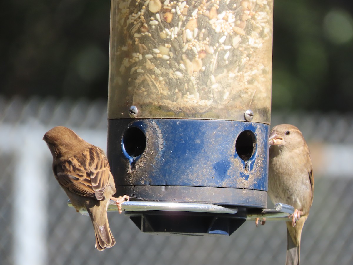 Gorrión Común - ML647030666