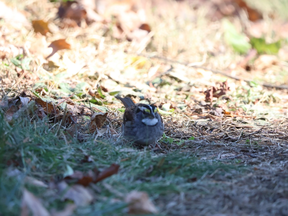 גיבתונית לבנת-גרון - ML647030667