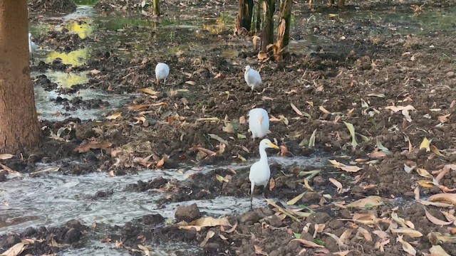 Чапля єгипетська західна - ML647030673