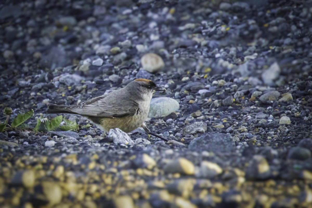 Dormilon à ventre roux - ML647030679