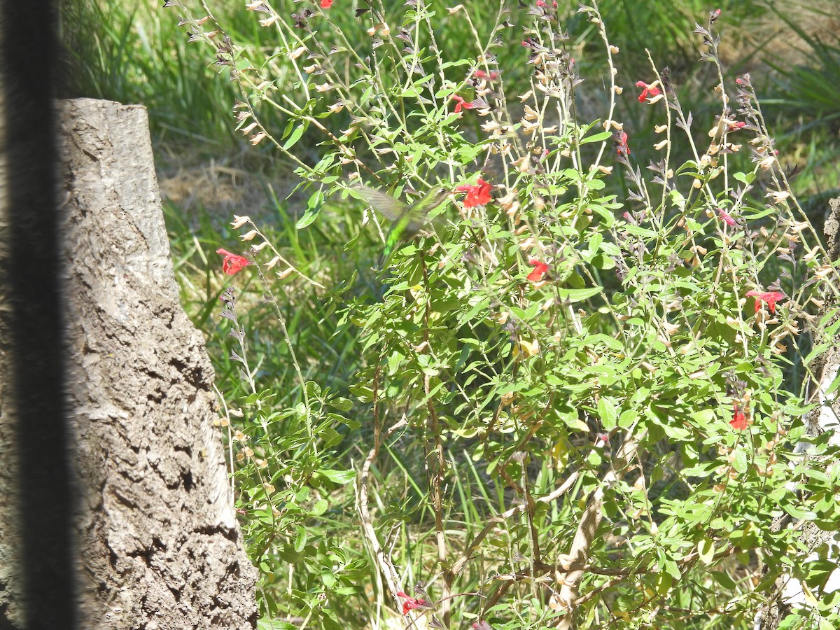 glansbuksmaragd - ML647030689