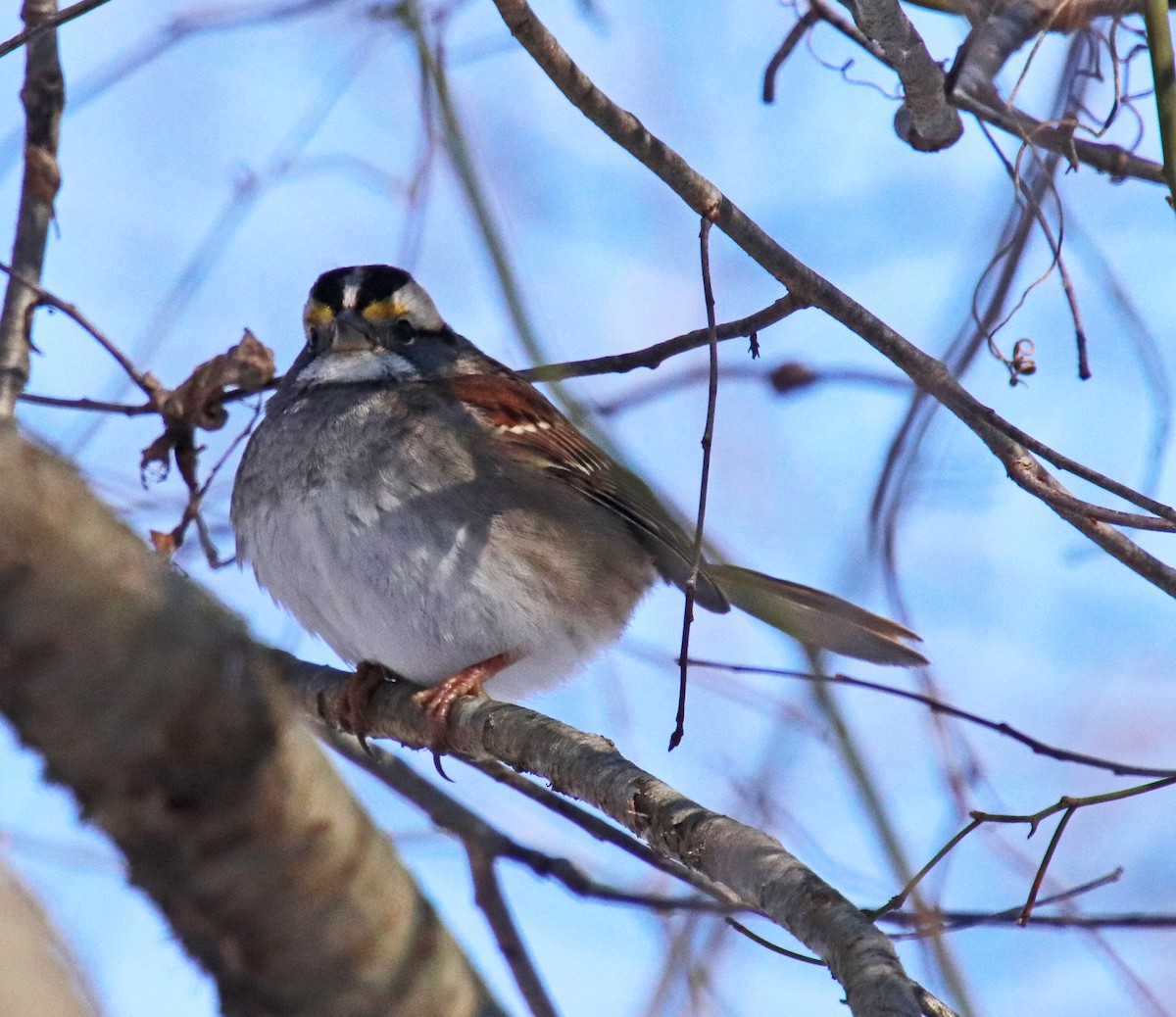 גיבתונית לבנת-גרון - ML647030704
