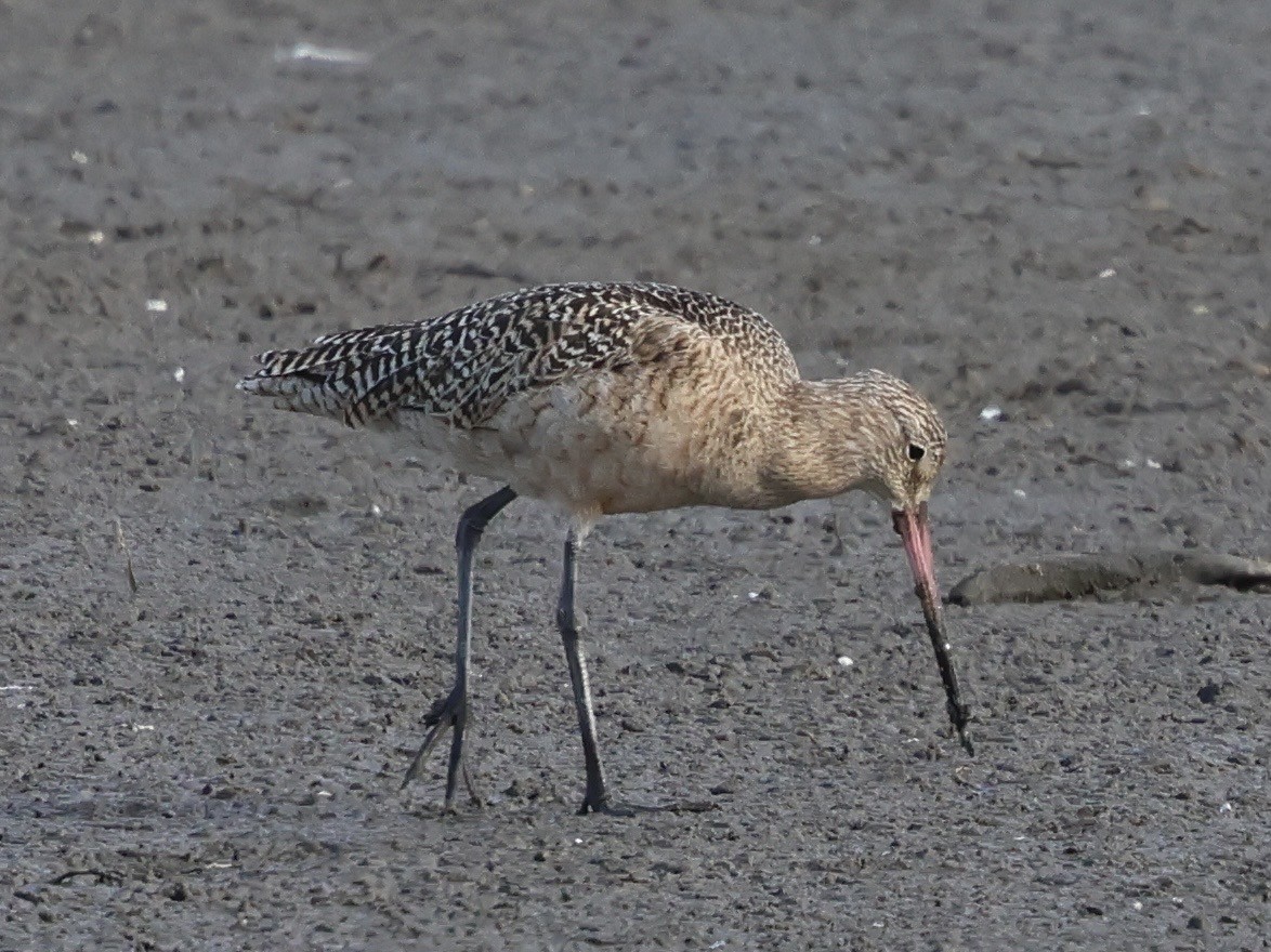 Marbled Godwit - ML647030746