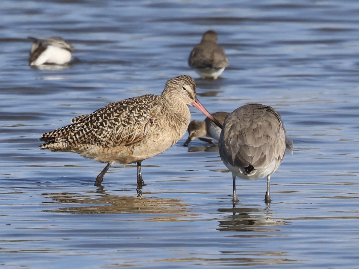 Marbled Godwit - ML647030747