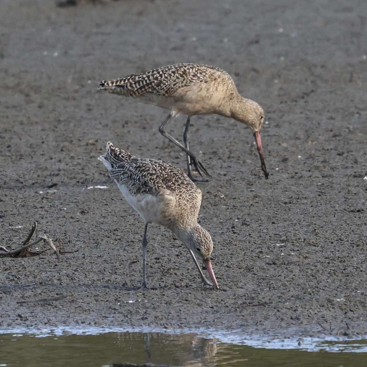 Marbled Godwit - ML647030748