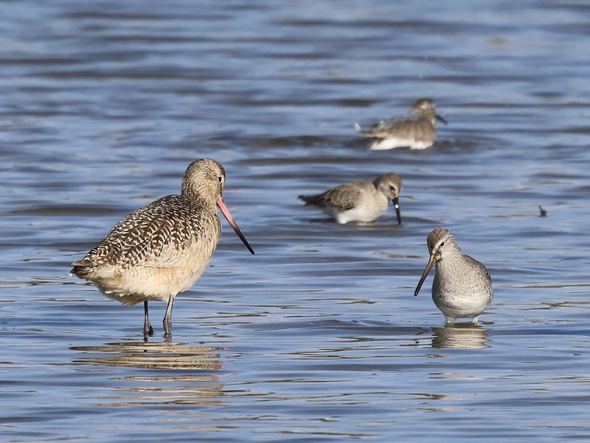 Marbled Godwit - ML647030749