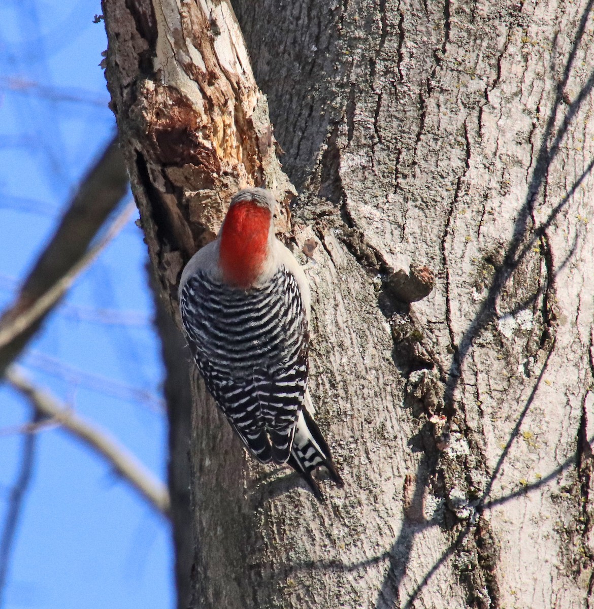 シマセゲラ - ML647030752