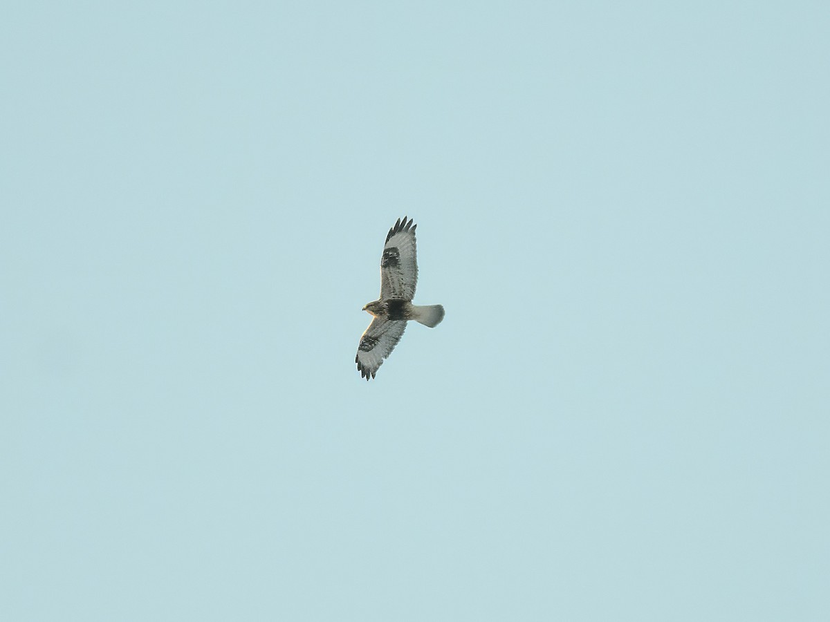 Rough-legged Hawk - ML647030761