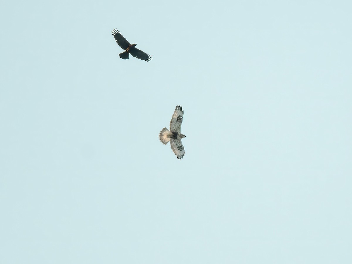 Rough-legged Hawk - ML647030762