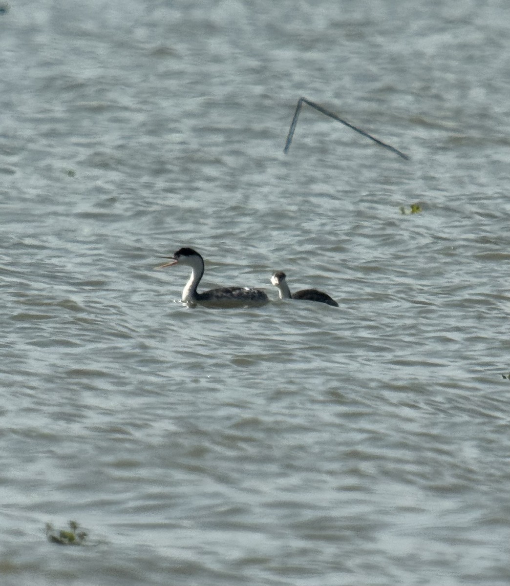 Clark's Grebe - ML647030763