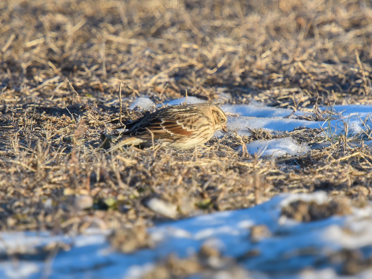 Lapland Longspur - ML647030772