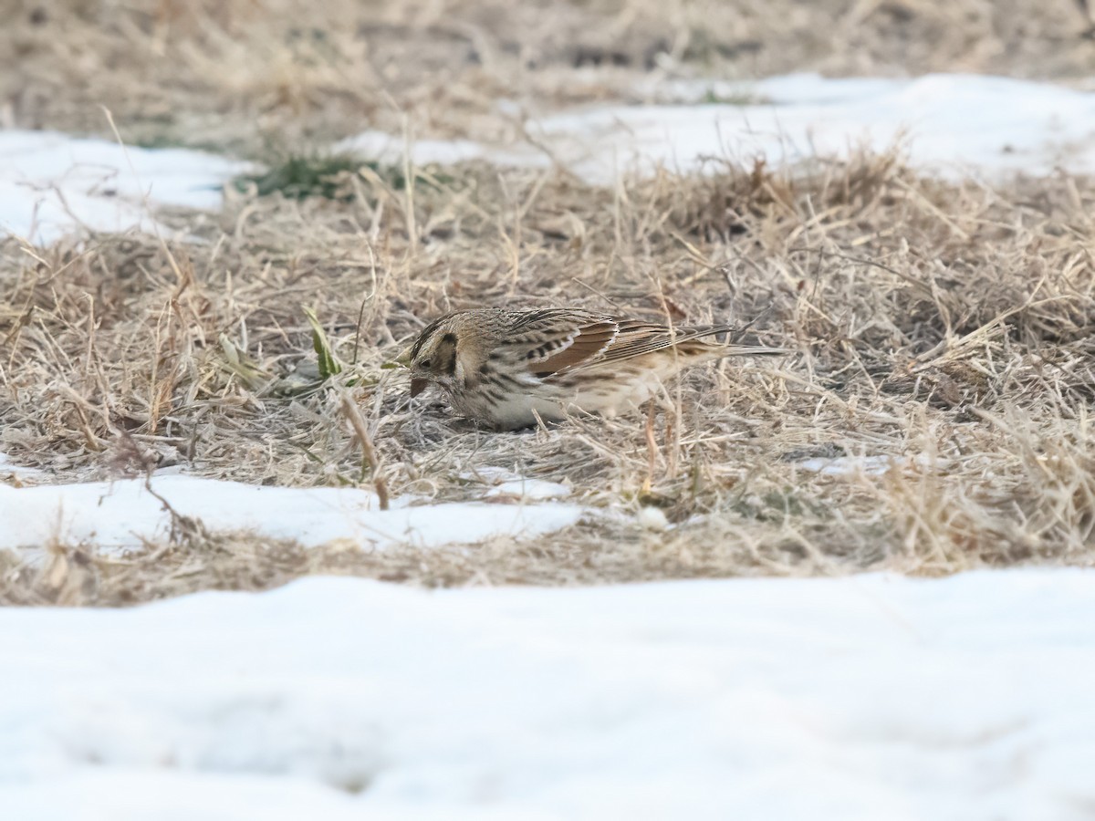 Lapland Longspur - ML647030774