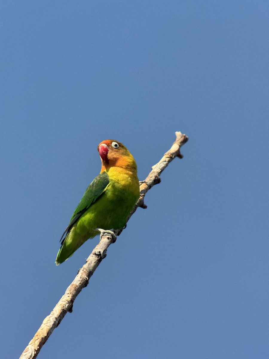 Yellow-collared Lovebird - ML647030776